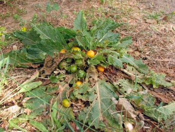 Mandragora autumnalis, berries on plant (spring)